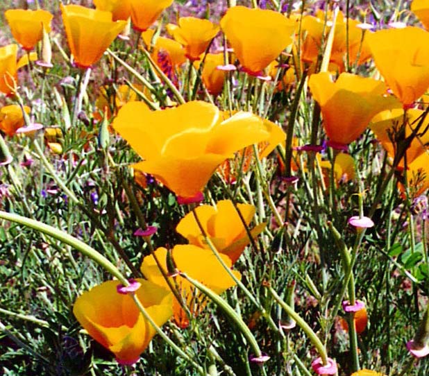 As were the flowers, such as these California Poppies...