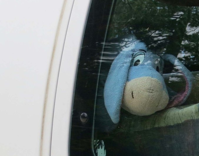 Eeyore peered out the window checking out the elevation. Shortly afterwards he had covered his eyes with his ears as Peggy started driving down the mountain. Even though we were using low gears, we could soon smell our burning breaks. The trip down was as scary as it had been on the bike.