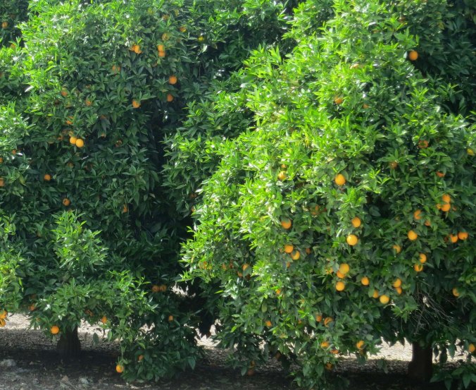 One of the orange trees I biked by near Porterville.