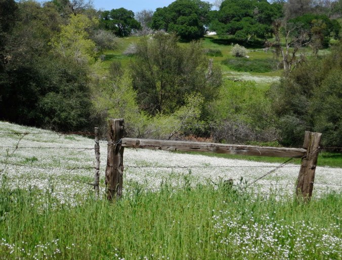 And these carpets of white flowers further up in the foothills.