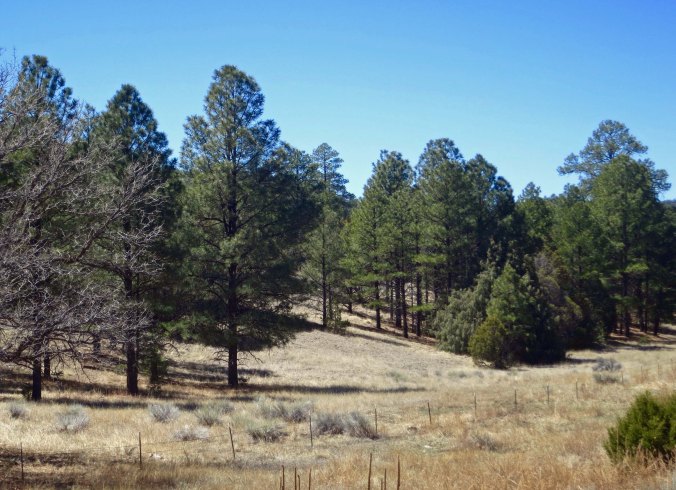 Ponderosa pines on New Mexico Highway 70