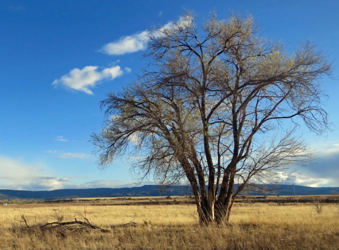 2 Looking east toward the Rocky's from Springerville, AZ