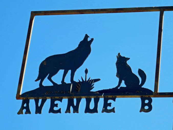 Coyotes are survivors, ultimately adaptable to their environment. Have the rabbits been wiped out? "Here kitty, kitty, kitty."