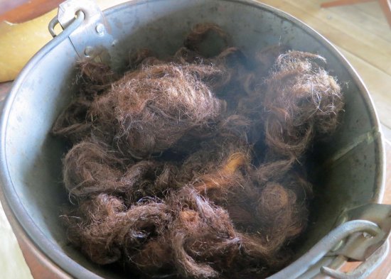 I can pretty well guarantee no one will guess what this is all about. The ranger told us these were hairs from a horse's tail. The hospital had used them as sutures,