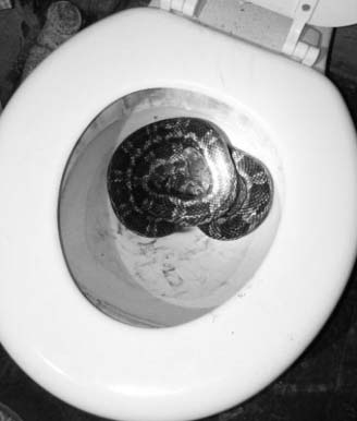 The photo of the snake that was taken by Barbara Phillips of the Archer County News and made its way around the world.