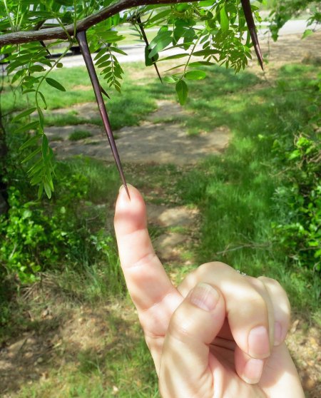Fort Richardson had some of the best campsites I found on my journey, but the mesquite could be a little thorny...