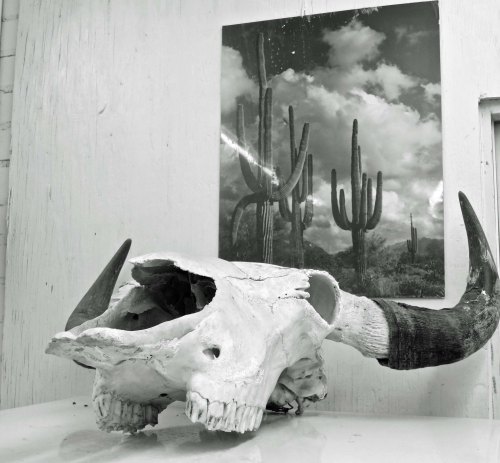 I also found this dramatic skull with it Saguaro Cactus backdrop.