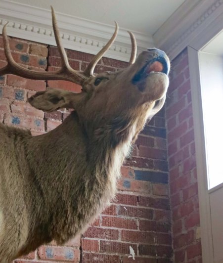 The elk at the Spur Hotel in Archer City where John and Frances stayed, appeared like he was ready to talk.