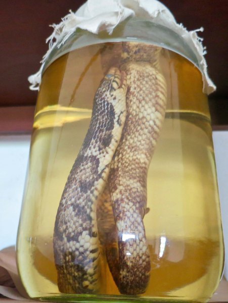 Pickled snake. The park ranger told us that the Smithsonian had requested that the fort gather up snakes and ship them back to Washing ton to study. This one was still hanging around.