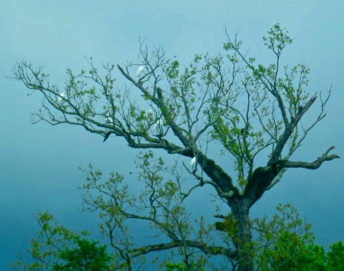 I should have spent more time looking up. These egrets reminded me of a Japanese print.