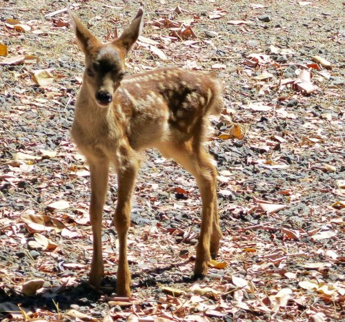 This tyke has a long ways to go to grow into its legs.