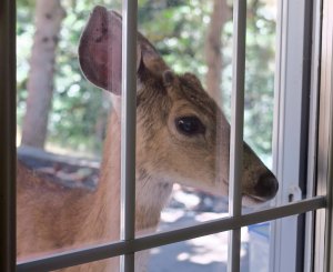 A long blacktail deer looks in a window in the Applegate Valley.