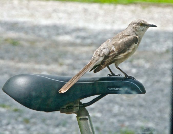 This mocking bird wondered how bicycling compared to flying. (Photo by Peggy Mekemson.)