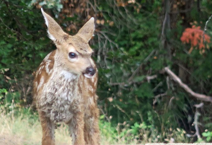 "Who are these two legged creatures, Mom? I bet I can out run them."