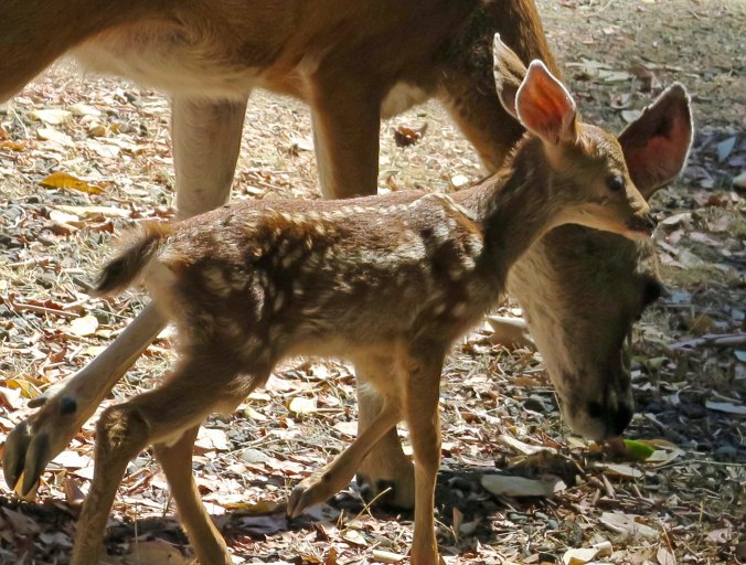The fawns are so tiny at first. 