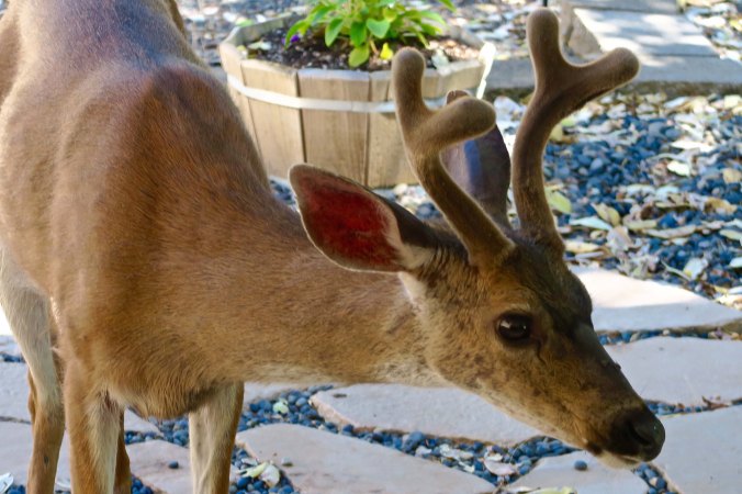 His antlers are still growing and in velvet. By September the antlers will lose their velvet and Big Buck will be ready of his lady love, or, as he prefers, lady loves.