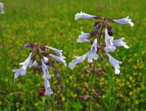 Flowers growing on the Pharr Mounds along the Natchez Trace in Northern Mississippi.