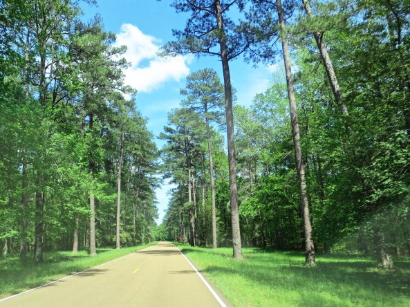 Pine trees became common around Jackson, Mississippi.