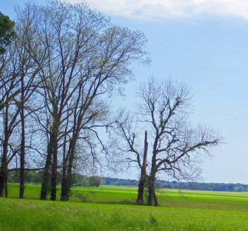These trees had yet to leaf out.