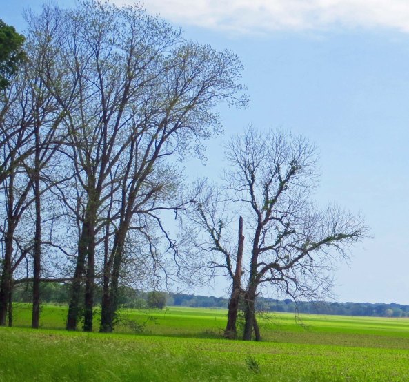 These trees had yet to leaf out.