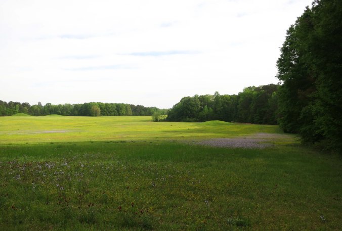 The Pharr Mounds north of Tupelo, Mississippi cover some 90 acres.