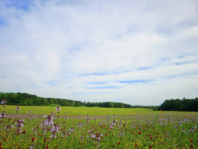 This photo of the Pharr Mounds site provides a perspective on just how large the site is.