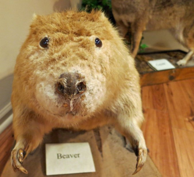 I met this little fellow in a Natchez Trace Information Center in Kosciusko, Mississippi. He looked like he wanted to give me a hug so I decided to pass him on to you.
