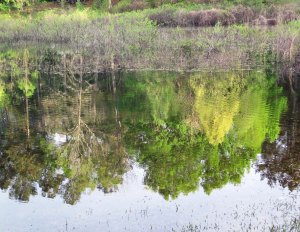 Tishomingo State Park near the Alabama border in Northern Mississippi.