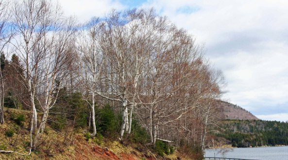 Once again Peggy and I found ourselves looking at scenery that sported an early spring look.
