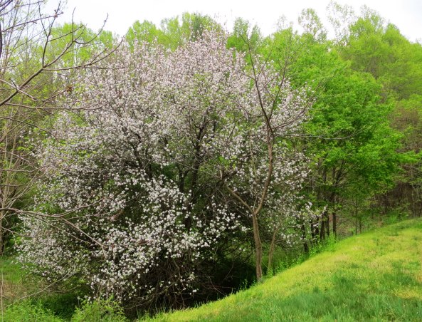Apple tree on the Blue Ridge Parkway.