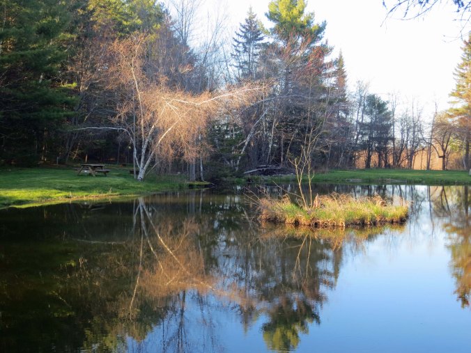 A small pond in Bangor provided me with a reflection shot.