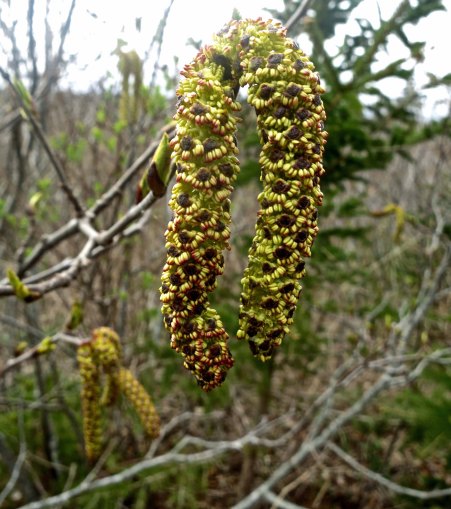 And this impressive Catkin.