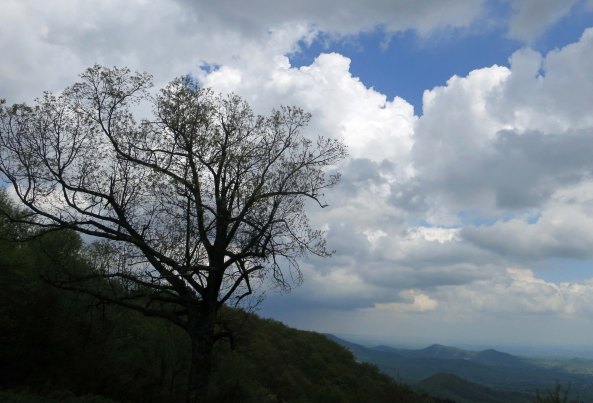 Tree silhouette backed up by clouds on the Blue Ridge Parkway in Virginia.