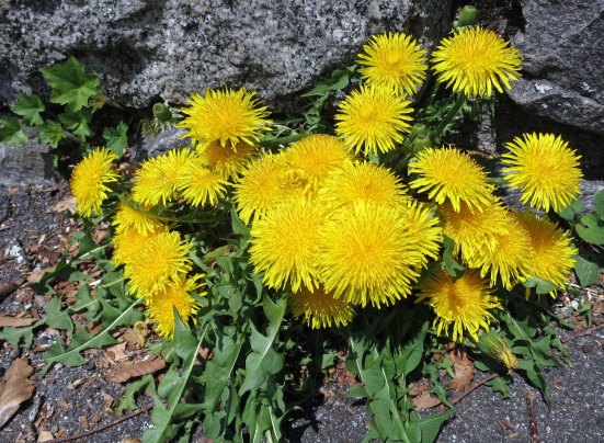 Dandelions had no problem with spring. Peggy and I found them happily blooming away throughout our trip.