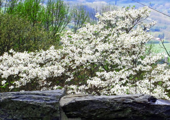 Dogwood is another plant that enjoys spring and was blooming in profusion all the way along the Parkway.