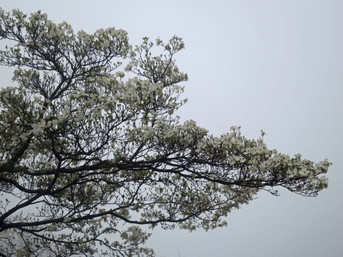 Regulations on the Blue Ridge Parkway and Skyline Drive understandably recommend that bicyclists not travel on foggy days. The fog does present some good photo ops, however.