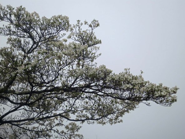 Regulations on the Blue Ridge Parkway and Skyline Drive understandably recommend that bicyclists not travel on foggy days. The fog does present some good photo ops, however.