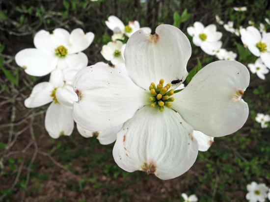 A close up of the dogwood.