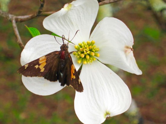 Dogwood on Blue Ridge Parkway with butterfly.