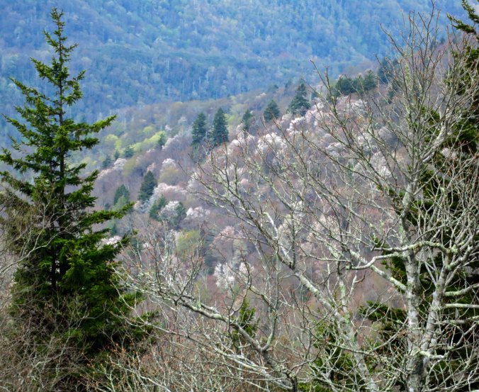 Some of the canyons along the Parkway were filled with blooming dogwood.