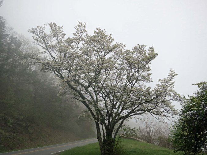 A tree of dogwood blooming along the Skyline Drive in Virginia.