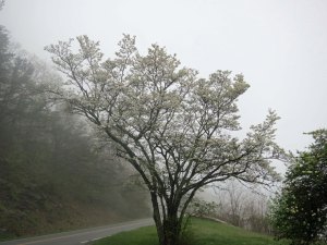 A tree of dogwood blooming along the Skyline Drive in Virginia.