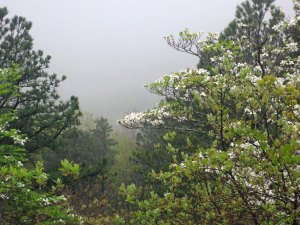 Dogwood in fog along Skyline Drive in Virginia.