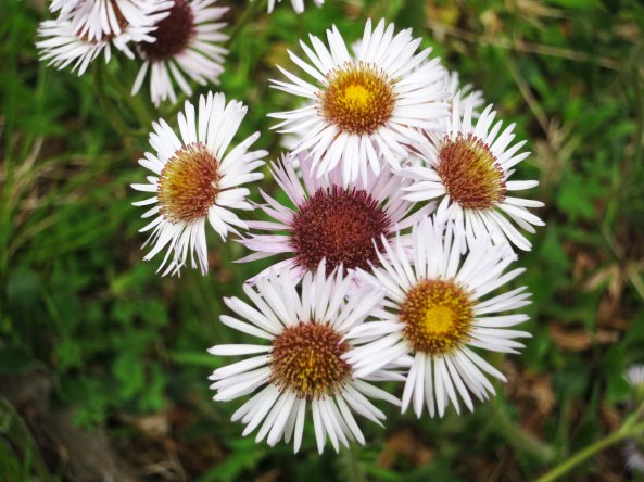 On the higer parts of the Parkway, flowers were just starting to come out.