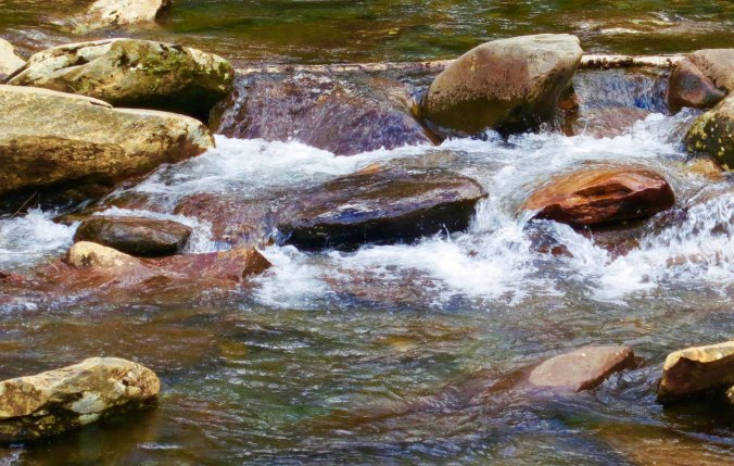 This stream kept me company as I biked up the mountain.