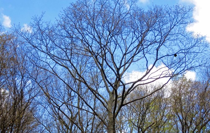 Tree in Great Smoky Mountains National Park in early spring.
