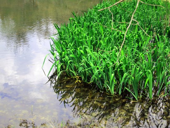 I'll complete today's post with this final shot of Little Glade Mill Pond. Next Blog: We'll continue out journey along the beautiful Blue Ridge Parkway.