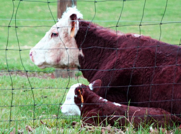 A cow and her calf welcomed me to the Shenandoah Valley.