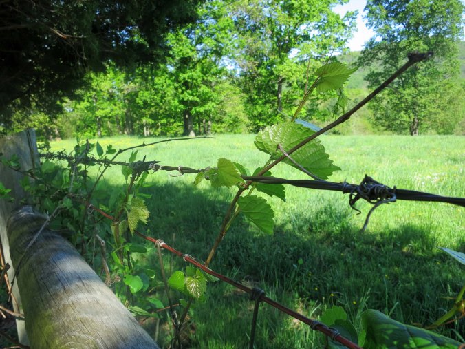 As this pasture land demonstrates.