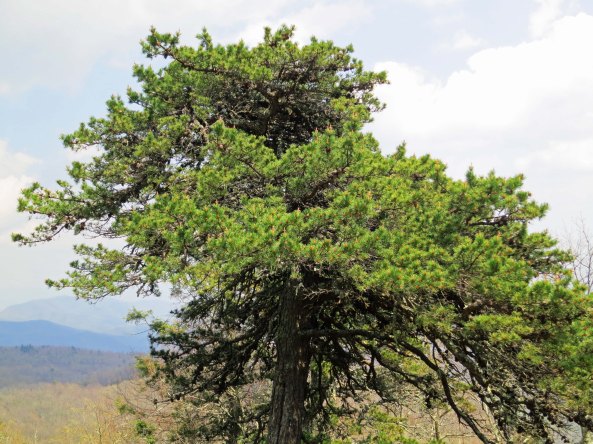 This is the twin to the tree I featured at the beginning of the blog.